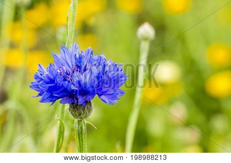 Cornflower against green / colorful blurred background