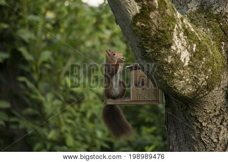 Red squirrel sitting and eating of a food dispenser