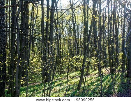 Tree with young leaves in spring, Moscow court, district Teply Stan