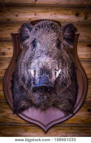 The head of a wild boar hangs on a hunter's wall