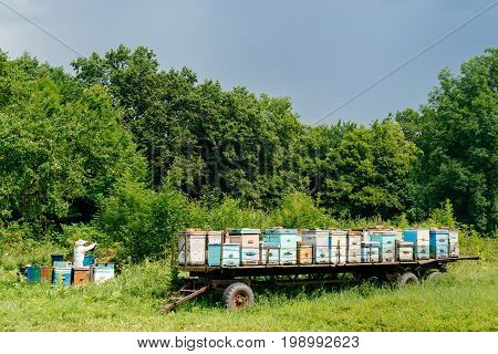 The beekeeper removes honeycombs from the hive filled with fresh honey against the background of houses for bees. Beekeeping.