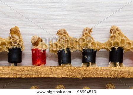 Quilted queen bees on the frame. Errors in the breeding of queen bees. Plastic cups for queen cells. Destruction of the larvae of queen bees
