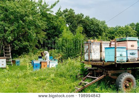 beekeeper removes honeycombs from the hive filled with fresh honey against the background of houses for bees. Beekeeping.