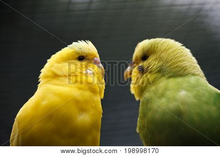 A pair of wavy parrots. Two enamored parrots look at each other. Exotic birds in nature.
