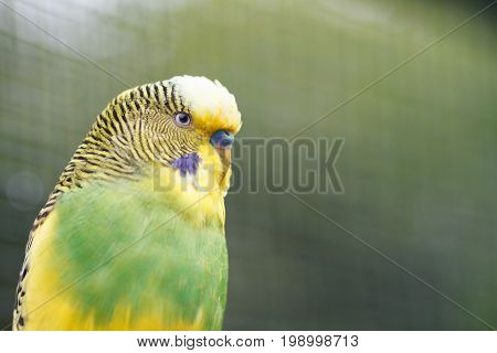 Yellow-green wavy parrot close-up on nature. Poultry on a blurred background.