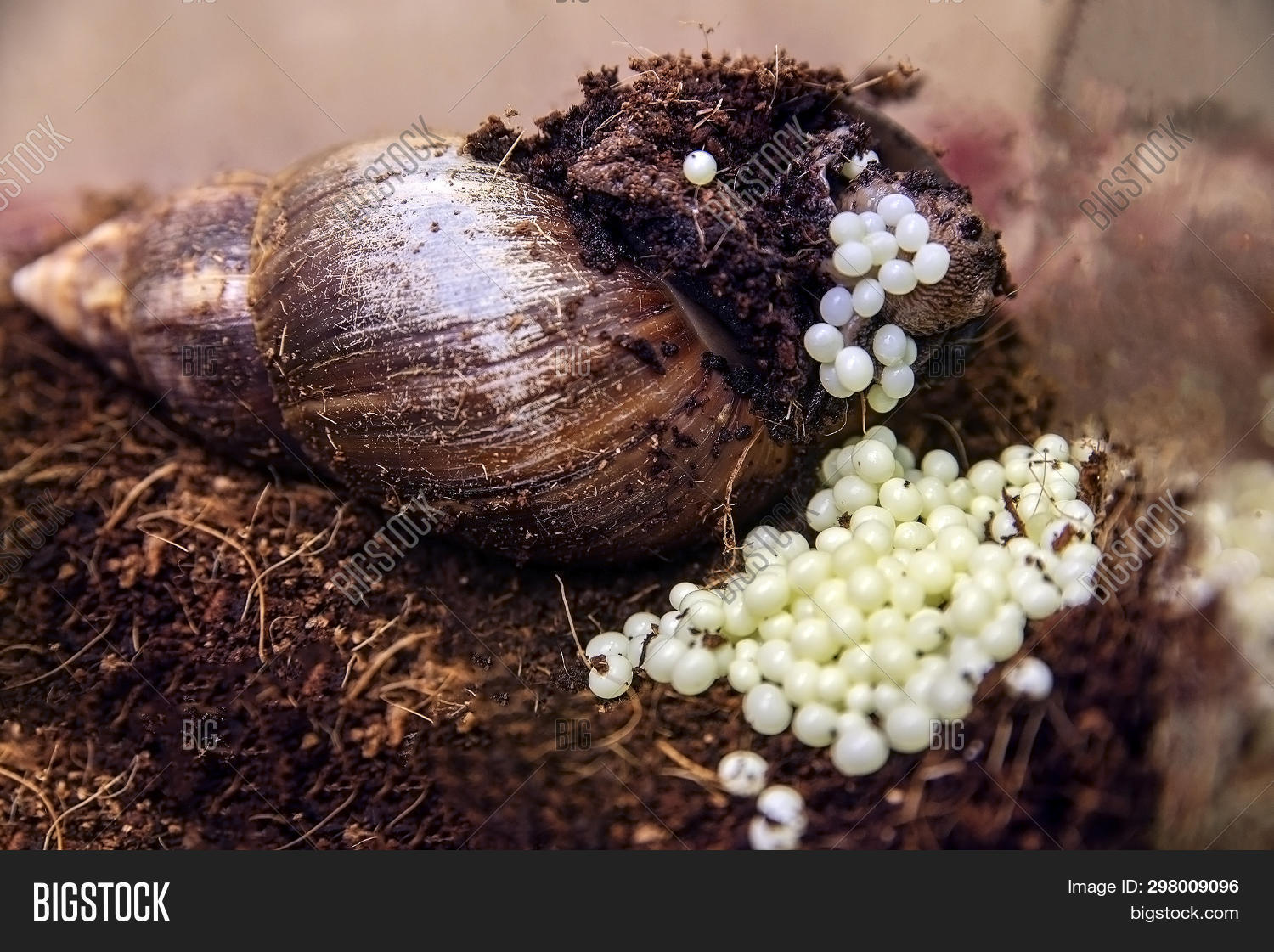 Imagen y foto Snails Lay Eggs (prueba gratis) Bigstock