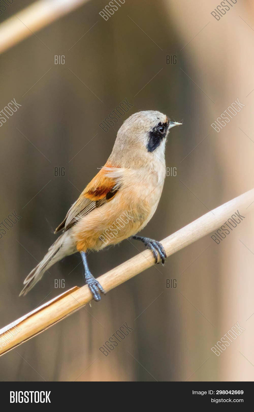 Eurasian Penduline Tit Image & Photo (Free Trial) Bigstock