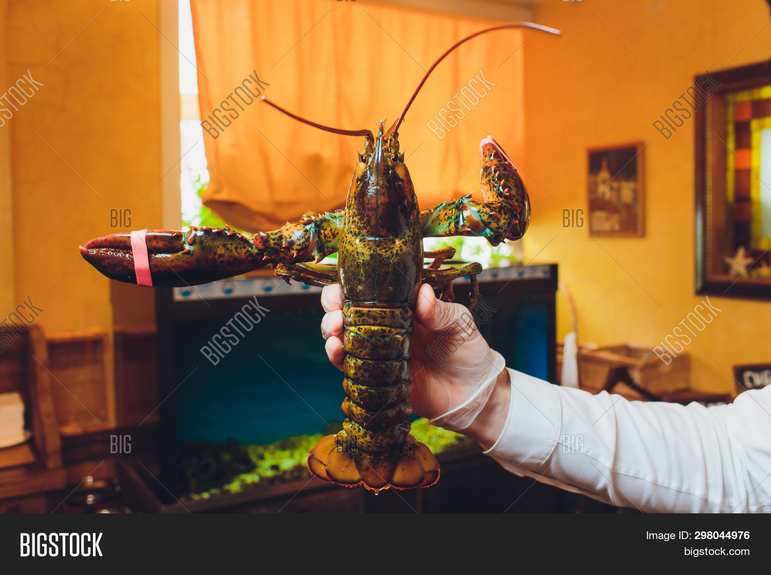 Lobster. Hand Holding Image & Photo (Free Trial) Bigstock