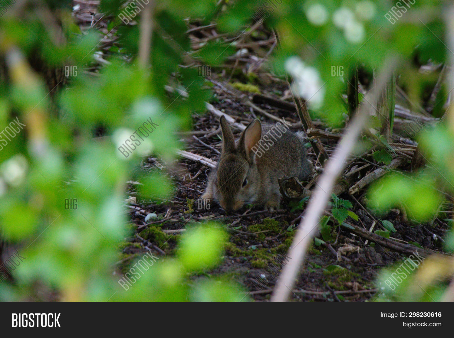 Rabbit Bush Wild Image & Photo (Free Trial) Bigstock