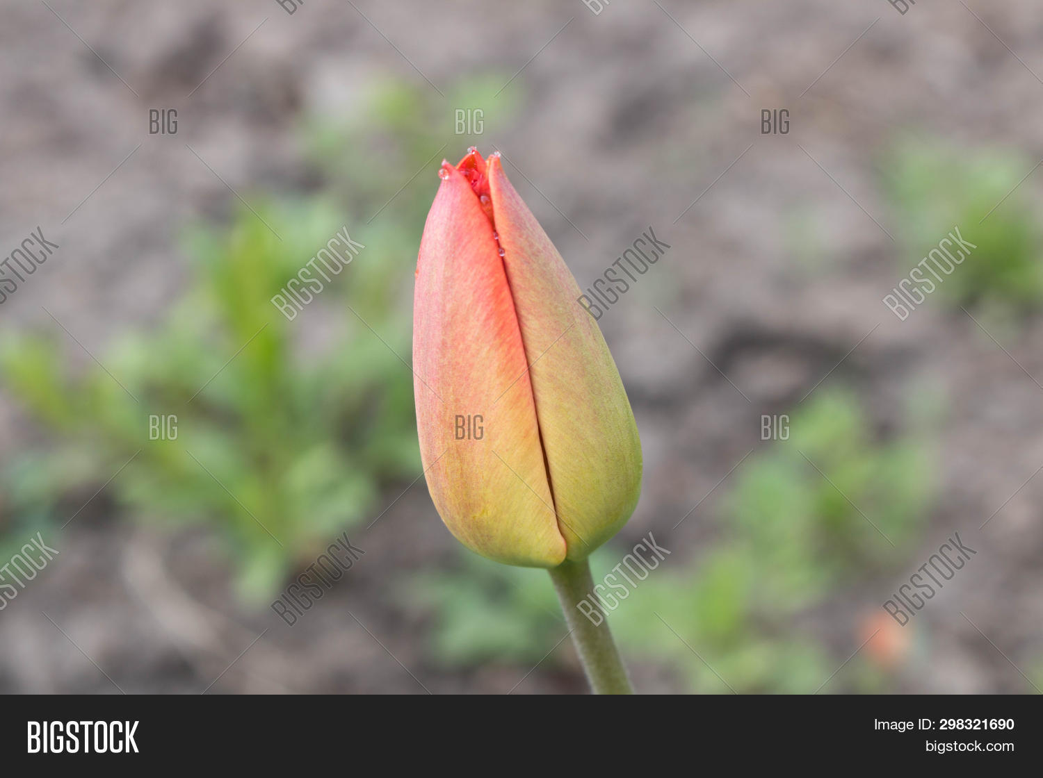 Unopened Tulip Bud. Image & Photo (Free Trial) Bigstock