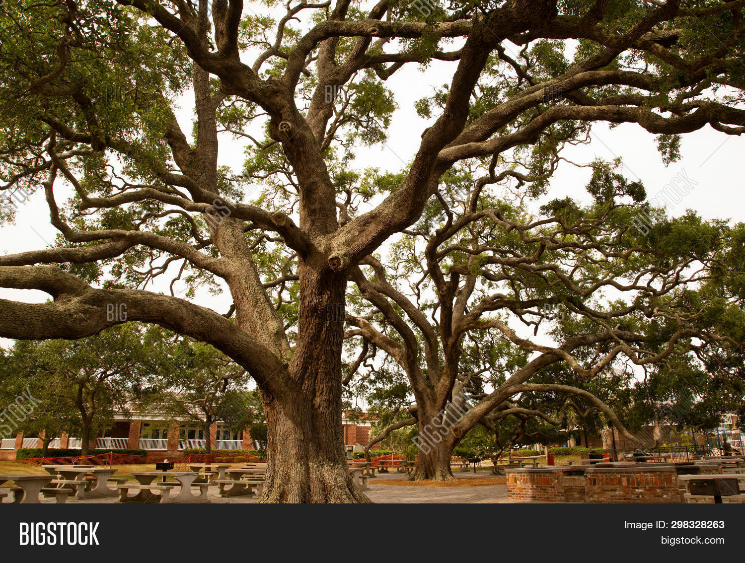 Massive Live Oak Tree Image & Photo (Free Trial) Bigstock