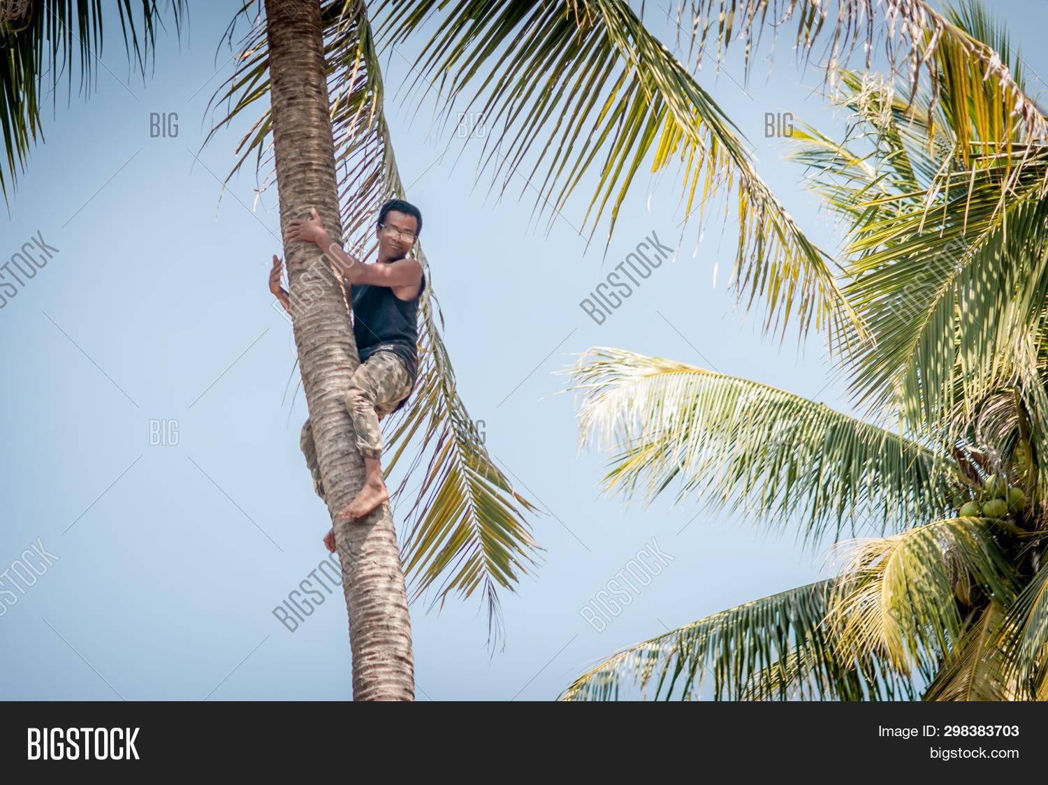 Man Climbing Palm Tree Image & Photo (Free Trial) Bigstock