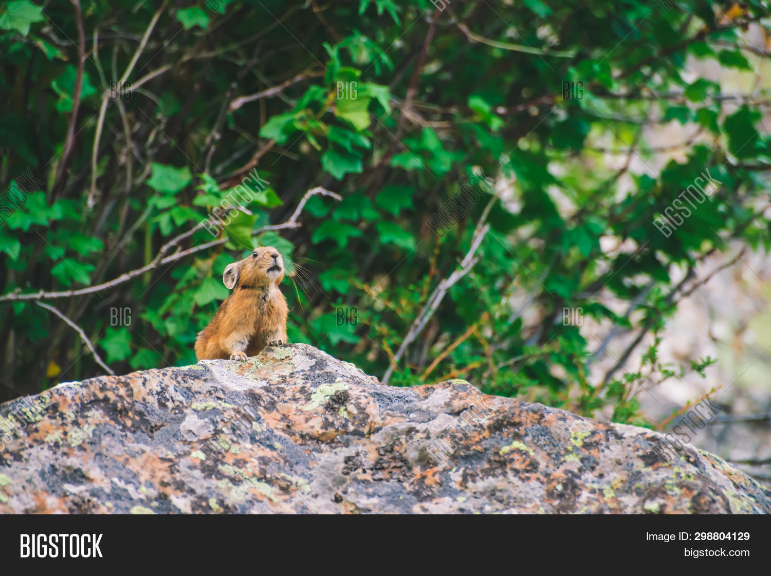 Pika Rodent On Cliff Image & Photo (Free Trial) | Bigstock