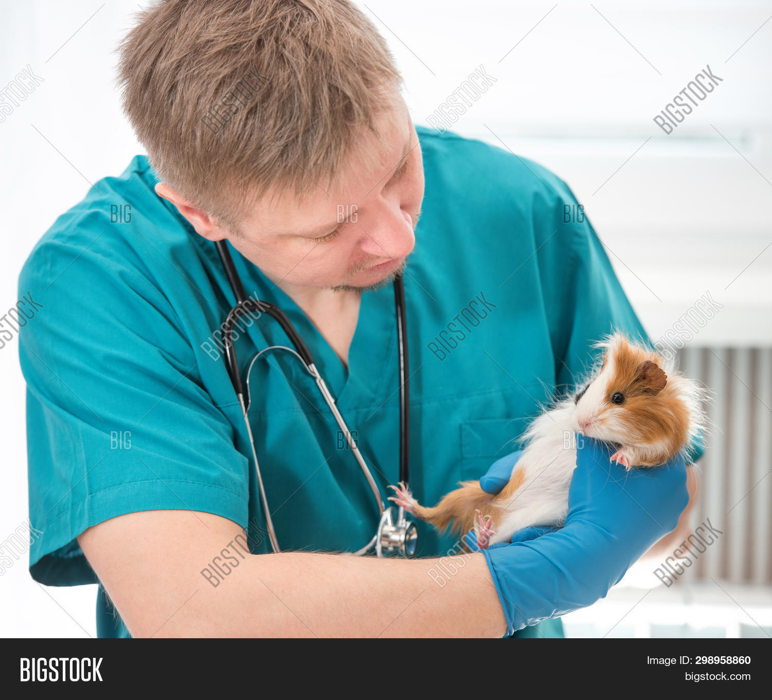 Ветеринар для морской свинки. Ветеринар с хомяком. Морская свинка в руках ветеринара. Лабораторные морские свинки. Морская свинка в ветклинике.