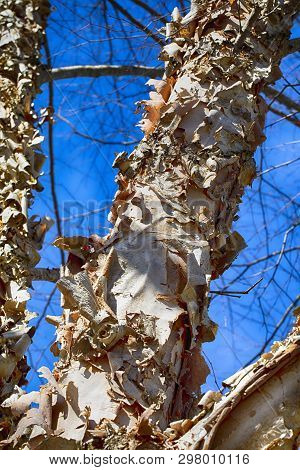 The Bark On A Paperbark Birch Tree Peels And Curls In Late Winter;