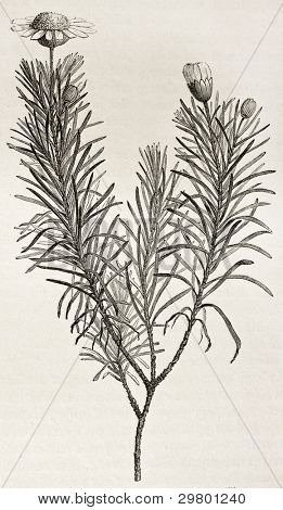 Euryops brownei stary ilustracja. Stworzony przez Faguet po Lejean, opublikowany w Le Tour du Monde, Par