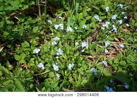 True Forget-me-nots (myosotis Scorpioides) Bloom In Harbor Springs, Michigan, During May.