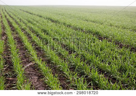 Wheat Field In Early Spring. First Shoots