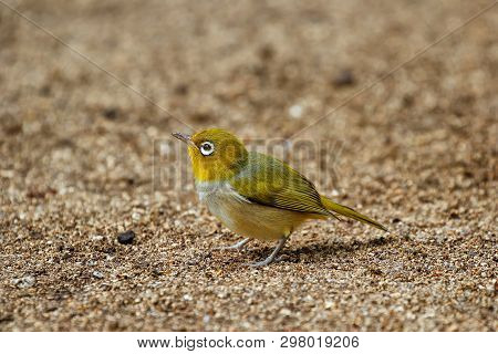 Fiji White-eye (zosterops Explorator) Sitting On The Ground. It Is Endemic To The Islands Of Fiji.