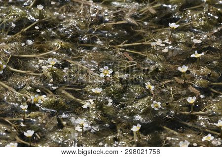 Flowers And Under Water Leaves Of Common Water-crowfoot (ranunculus Aquatilis)