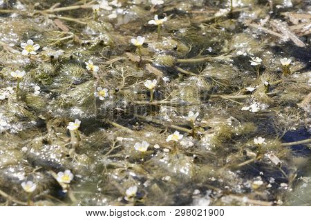 Flowers And Under Water Leaves Of Common Water-crowfoot (ranunculus Aquatilis)