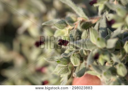 Flowers And Leaves Of The Monkswort Nonea Pulla