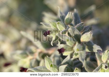 Flowers And Leaves Of The Monkswort Nonea Pulla