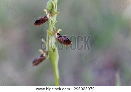 Flower Of The Wild Early Spider-orchid (ophrys Sphegodes)