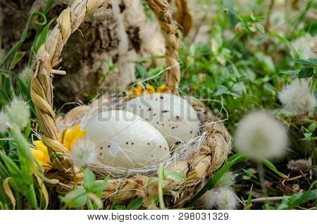 Bastket With Two Quil Eggs In The Gras With Flowers - Easter Concept.