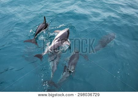 Dusky Dolphins Swimming Off The Coast Of Kaikoura, New Zealand. Kaikoura Is A Popular Tourist Destin
