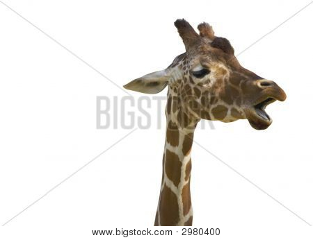 Talking Giraffe with clipping path