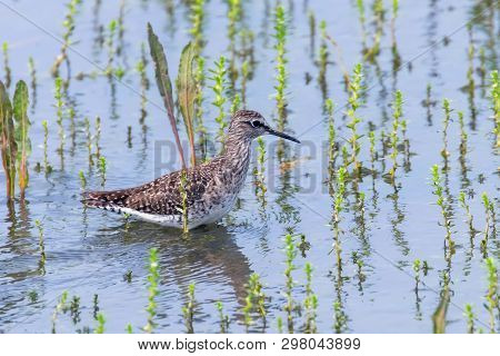 Sandpiper, Wood Sandpiper In Shallow Water (tringa Glareola) Wader Bird Sandpiper