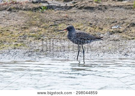 Spotted Redshank Wader Bird (tringa Erythropus)