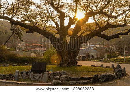 Large Tree In Rural Farming Community. Tree Is 630 Years Old, 25 Meters Tall And With Girth Of 7.5 M