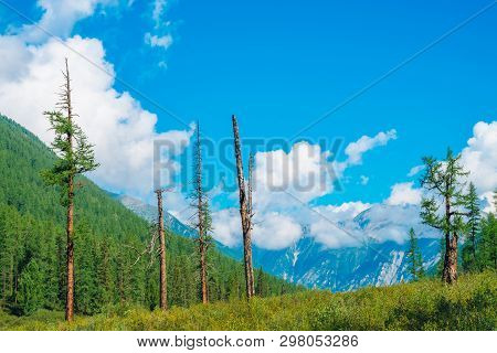 Dry Conifer Trees On Hill On Background Of Giant Mountains. Dead Trees Near Edge Of Huge Mountain. C