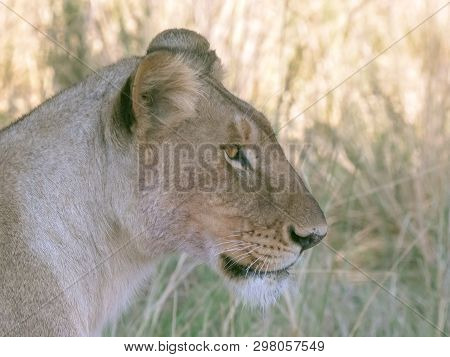 Close Up Profile View Of A Lioness In Masai Mara