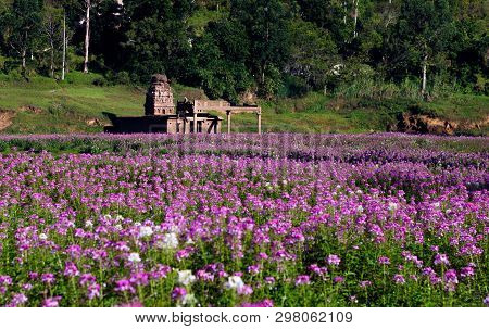 Maskeliya Reservoir Bottom In Drought Season, Revealing Submerged Hindu Temple And Seasonal Flowers 