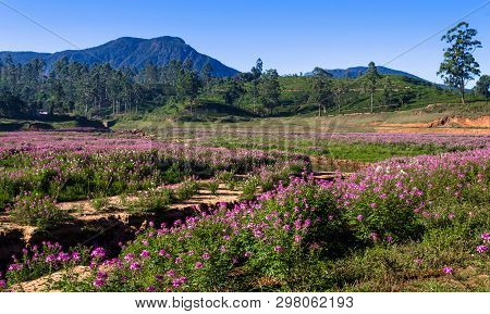 Maskeliya Reservoir Bottom In Drought Season, Revealing Submerged Hindu Temple And Seasonal Flowers 