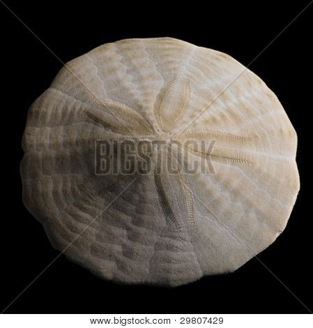 Sanddollar Closeup