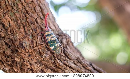 Insect ; Fulgoridae Bug On Longan Tree On Blurred Background
