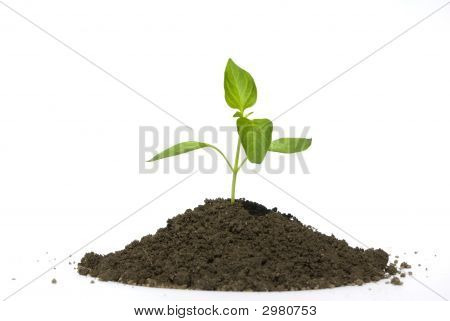 Green Plant