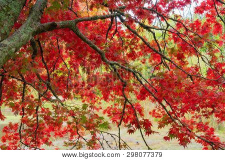 Bright Red Autumn Leaves Of Maple Tree In Mclaren Falls Park Tauranga New Zealand.