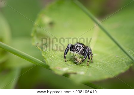 A Very Small Jumping Spider (evarcha Arcuata) Sitting On A Green Leaf