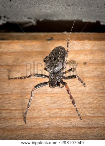 A Walnut Orb-weaver Spider (nuctenea Umbratica) Sitting On Wood
