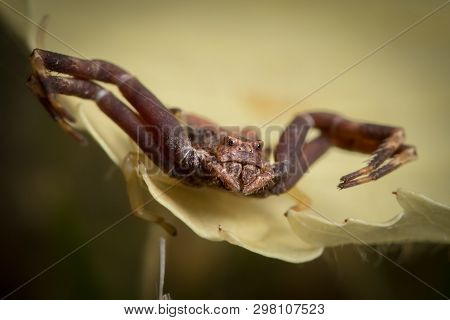 A Crab Spider (pistius Truncatus) Sitting On A Yellow Flower