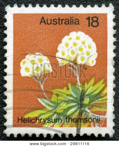 Australia - około 1975: Znaczek wydrukowany w Australii pokazuje Helichrysum Thomsonii, około 1975