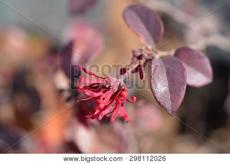 Chinese Fringe Flower Ever Red - Latin Name - Loropetalum Chinense Ever Red (loropetalum Chinense Ch