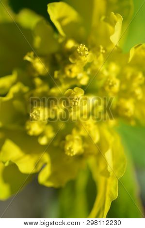 Cushion Spurge Yellow Flowers Close Up - Latin Name - Euphorbia Epithymoides (euphorbia Polychroma)
