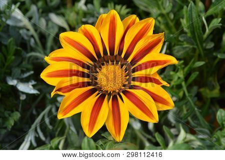 Treasure Flower Gazoo Series - Latin Name - Gazania Rigens Gazoo