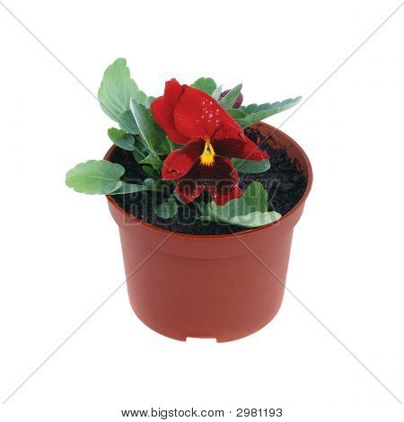 Plante fleurie